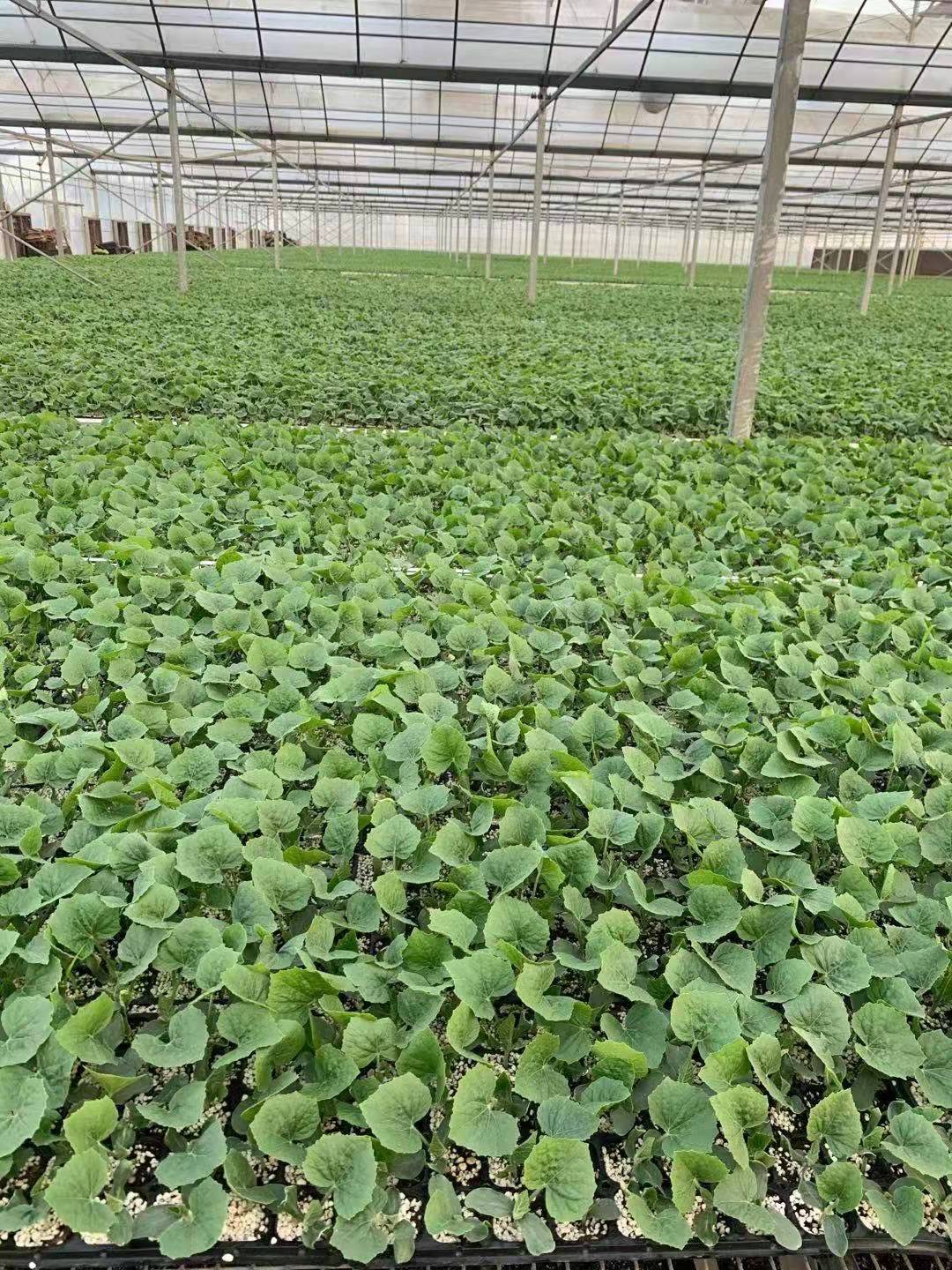 1627784619916727.jpg 1627784619916727.jpg