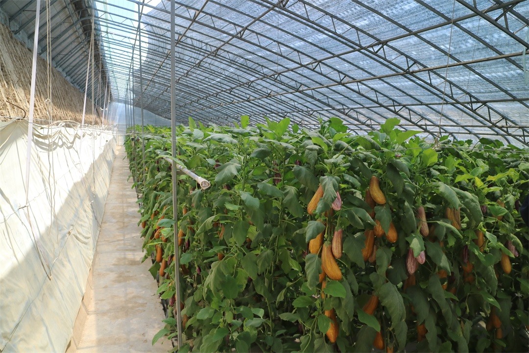 1627786369603758.jpg 1627786369603758.jpg