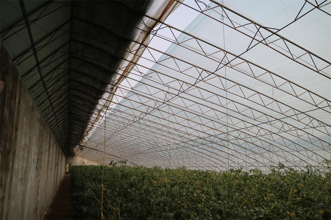 1627786546150242.jpg 1627786546150242.jpg