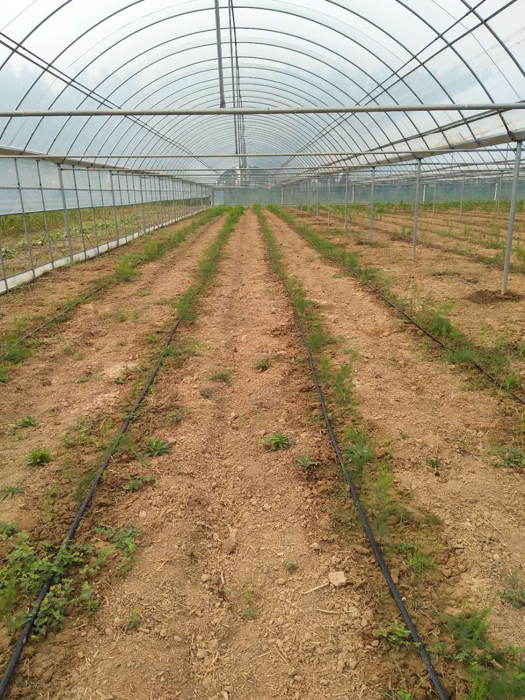 1629097486228479.jpg 1629097486228479.jpg