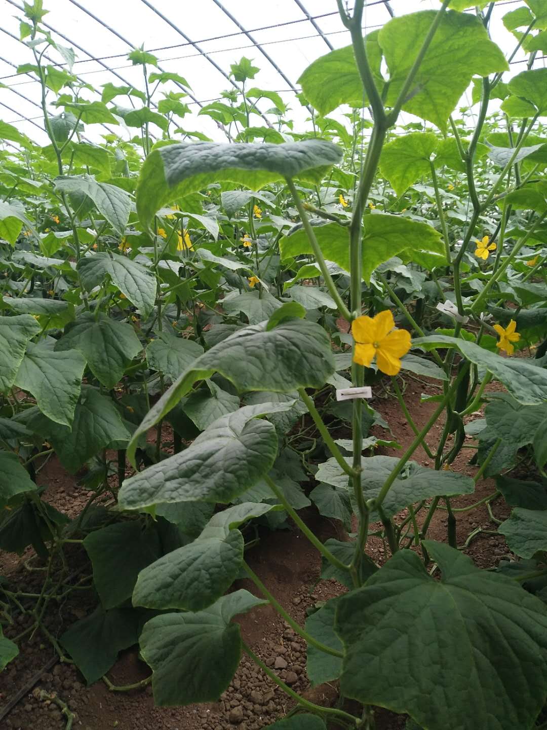 1629097486377619.jpg 1629097486377619.jpg