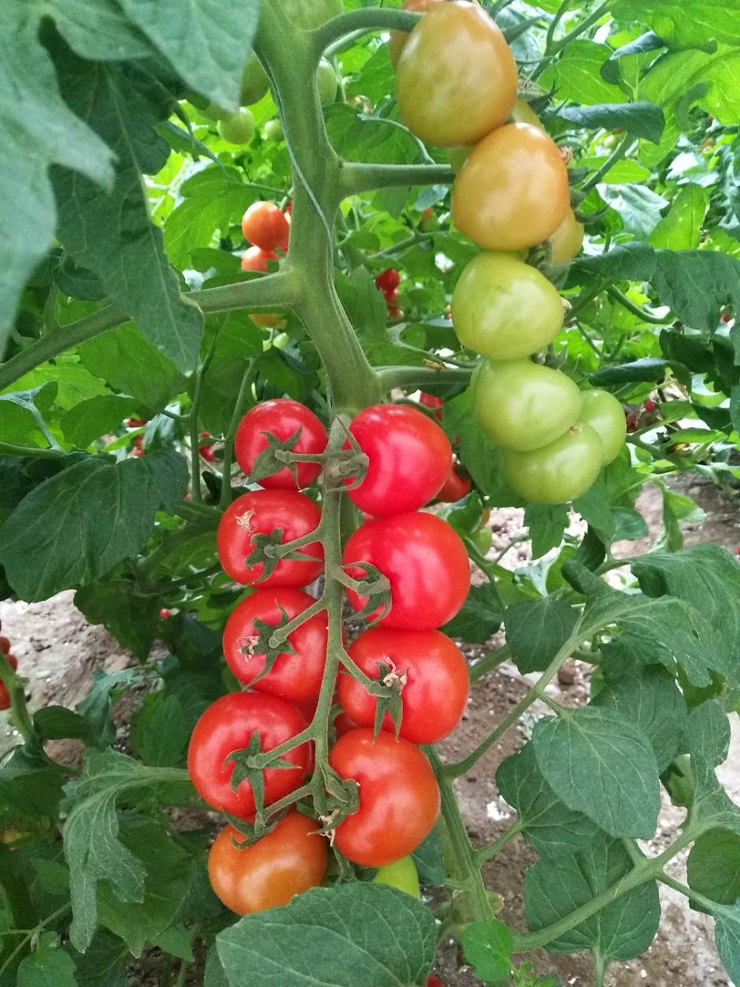 1629097487207737.jpg 1629097487207737.jpg