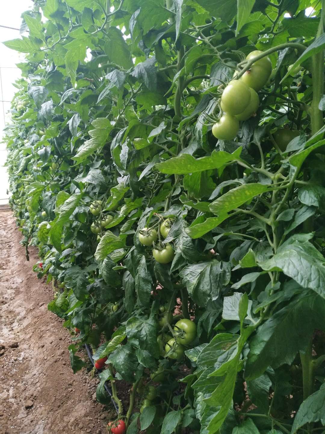 1629097487560129.jpg 1629097487560129.jpg