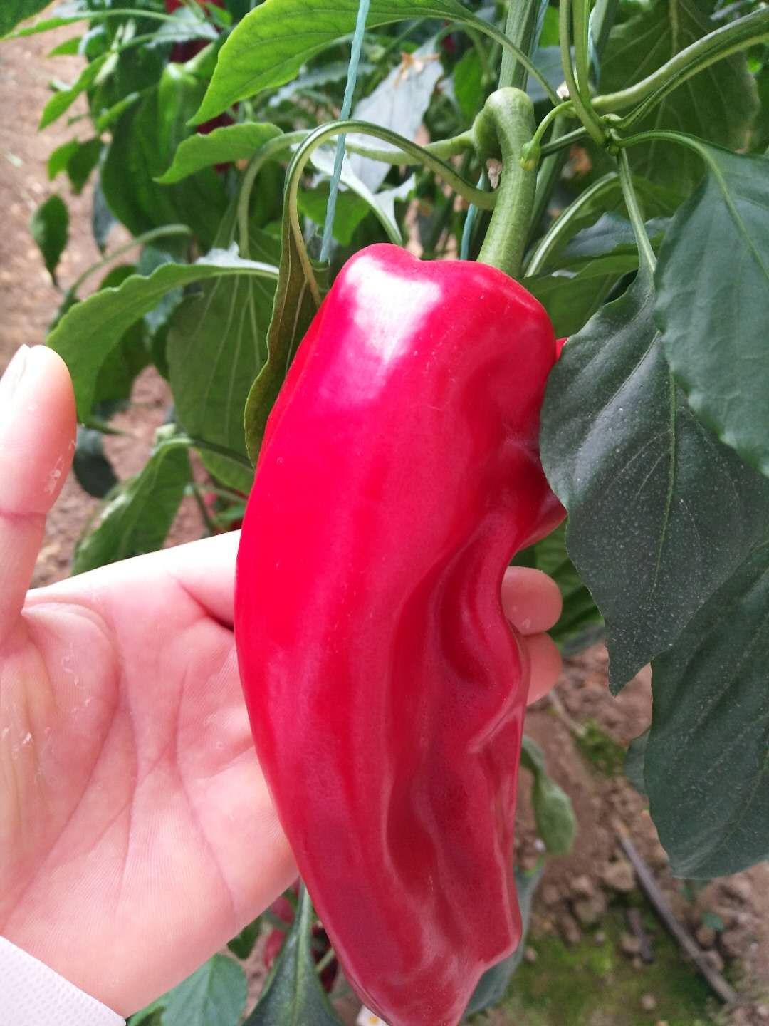 1629097487872382.jpg 1629097487872382.jpg