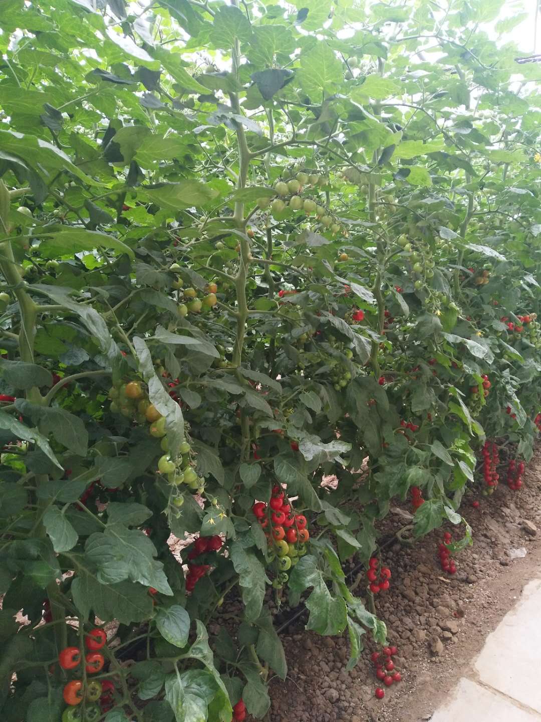 1629097487879383.jpg 1629097487879383.jpg