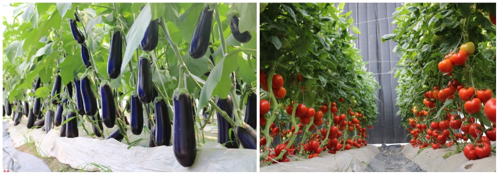 1630464987486633.jpg 1630464987486633.jpg