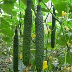 1689061917230750.jpg 8ac139b430bbb78dc0963fbb08988d1f_146314253_2_20181007073715436.jpg