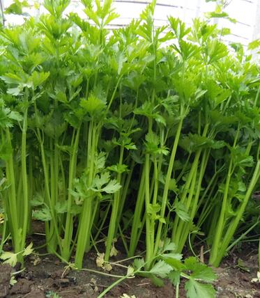 1689062117752199.jpg 2-1612120926202W.jpg