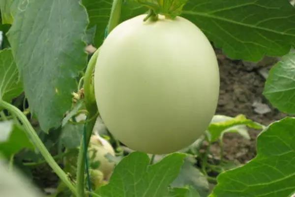 1689553601870819.jpg 194444870_1_20200703060227427.jpg