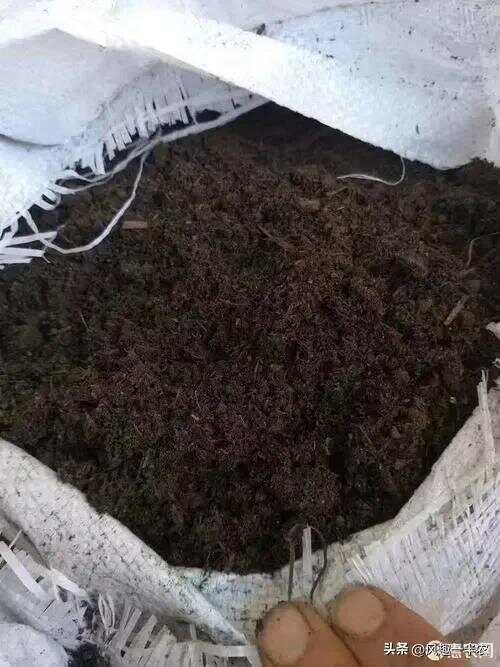 種植絲瓜、南瓜最忌怕哪些施肥方法？如何施肥才高產(chǎn)