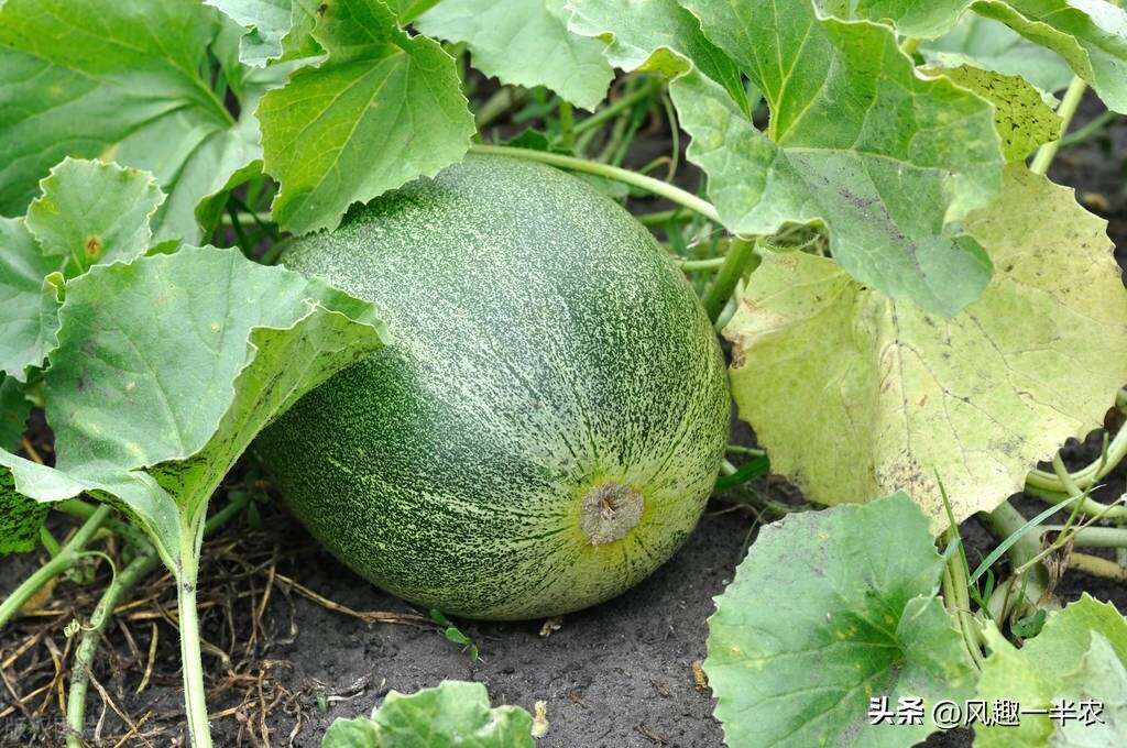 種植絲瓜、南瓜最忌怕哪些施肥方法？如何施肥才高產(chǎn)