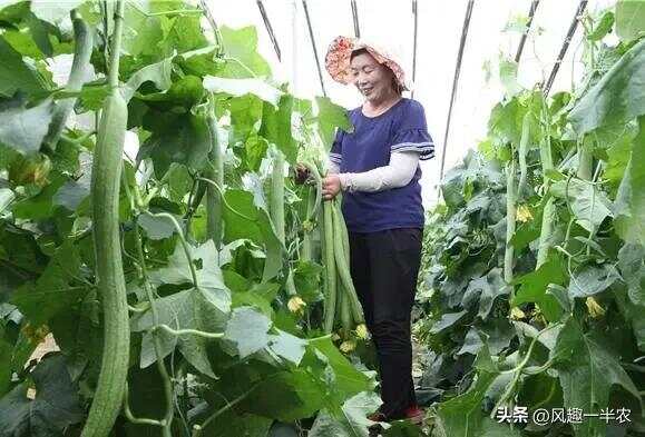 種植絲瓜、南瓜最忌怕哪些施肥方法？如何施肥才高產(chǎn)