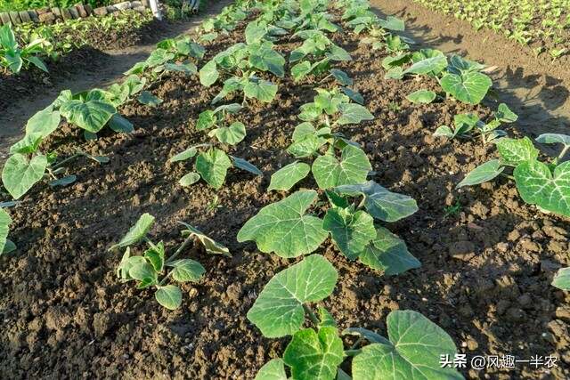 種植絲瓜、南瓜最忌怕哪些施肥方法？如何施肥才高產(chǎn)